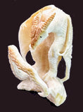 Fossilized Ivory Dragon Fetish Zuni Pueblo Hand Carved Animal