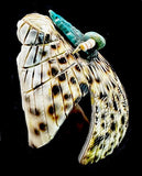 Bryston Bowannie Cowrie Shell Eagle Fetish American Indian Bird Carving