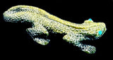 Lance Cheama Serpentine Lizard Fetish Native American Zuni Indian Stone Reptile Carving