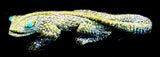 Lance Cheama Serpentine Lizard Fetish American Indian Zuni Stone Reptile Carving