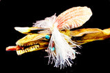 Zuni Pueblo Kolowisi Serpent Fetish American Indian Antler Carving