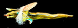 Zuni Pueblo Kolowisi Serpent Fetish Western Pueblo Antler Totem