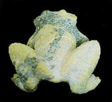 Travis Lasiloo (D) Frog Fetish