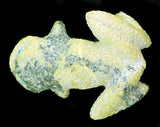 Travis Lasiloo (D) Frog Fetish