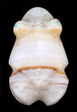 Banded Frog Fetish