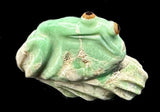 Ricky Laahty Turquoise Frog Fetish Zuni Indian Stone Amphibian Carving