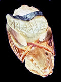 Fossilized Ivory Flying Fox Fetish Max Laate Zuni Indian Carver Artist