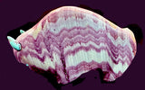 Lynn Quam Wonderstone  Buffalo Fetish