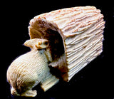 Rabbit Entering His Log Home