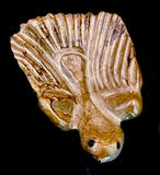 Ricky Laahty Bird Fetish